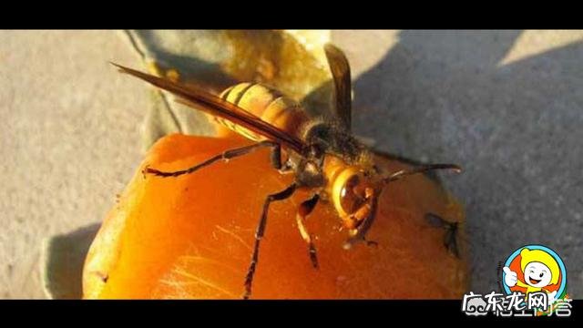 中华蜜蜂是否有蜂螨为害的时候呢