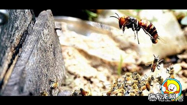 中华蜜蜂是否有蜂螨为害的时候呢