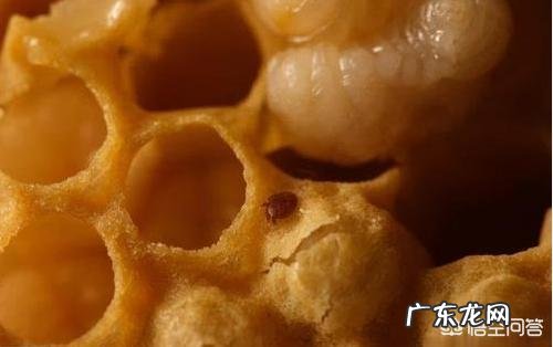 中华蜜蜂是否有蜂螨为害的时候呢