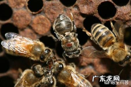中华蜜蜂是否有蜂螨为害的时候呢
