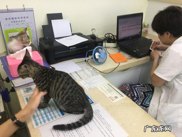 家里养两只小猫是什么感觉? 养一只小猫有什么感觉
