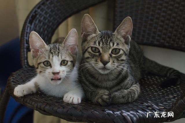 家里养两只小猫是什么感觉? 养一只小猫有什么感觉