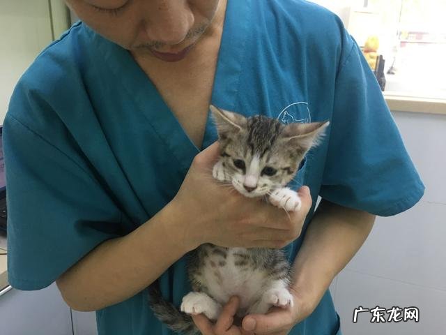家里养两只小猫是什么感觉? 养一只小猫有什么感觉