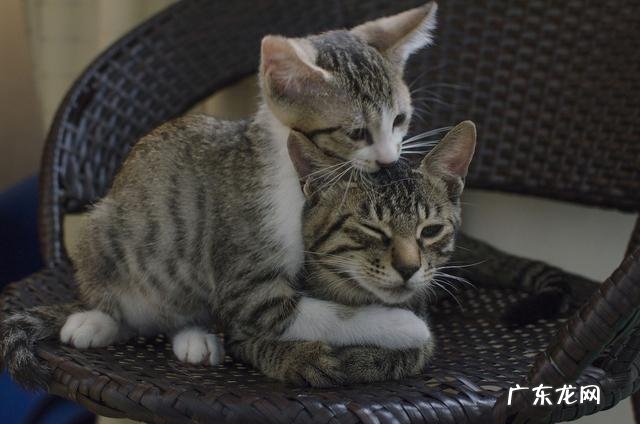 家里养两只小猫是什么感觉? 养一只小猫有什么感觉