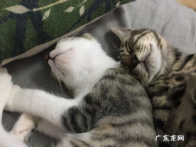 家里养两只小猫是什么感觉? 养一只小猫有什么感觉