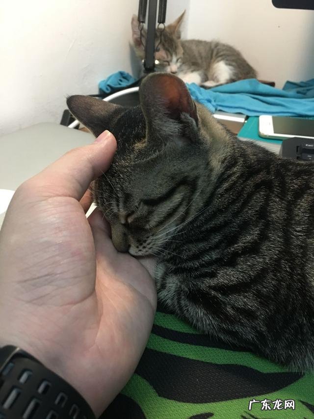 家里养两只小猫是什么感觉? 养一只小猫有什么感觉