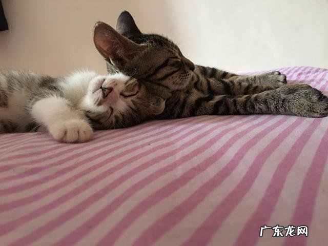 家里养两只小猫是什么感觉? 养一只小猫有什么感觉