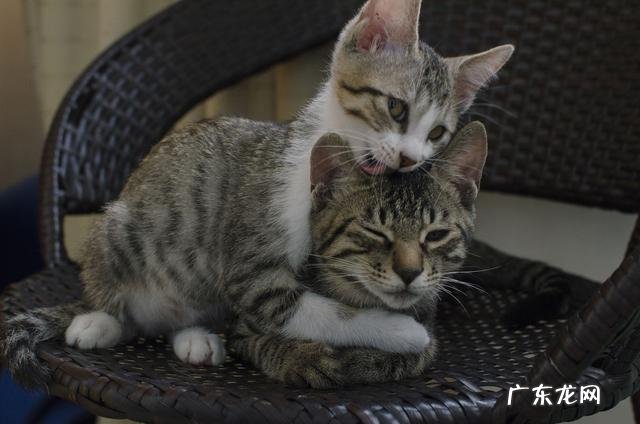 家里养两只小猫是什么感觉? 养一只小猫有什么感觉