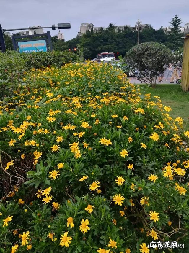 阴天时，蜜蜂背后长出白色棉花的是什么病