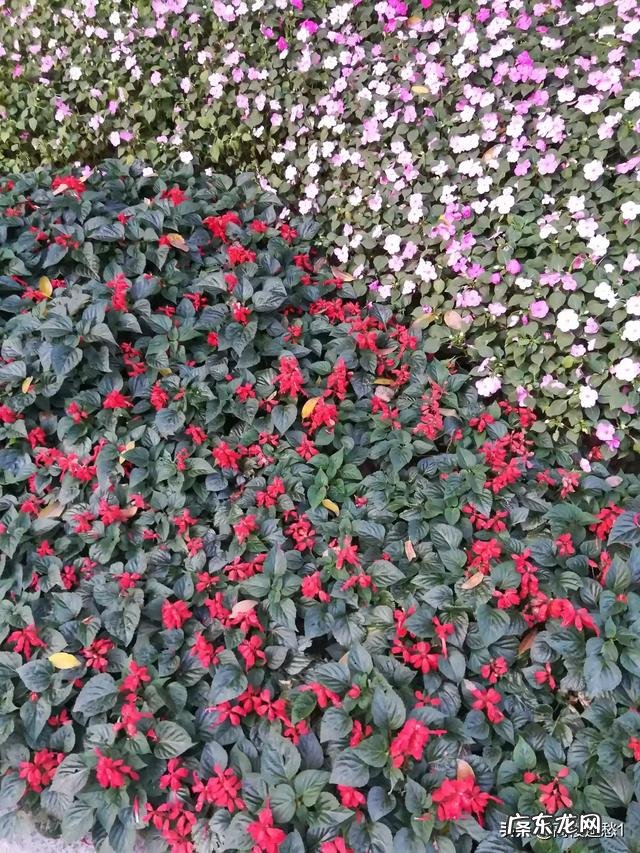 阴天时，蜜蜂背后长出白色棉花的是什么病