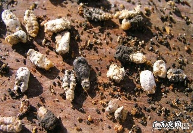 阴天时,蜜蜂背后长出白色棉花的是什么病