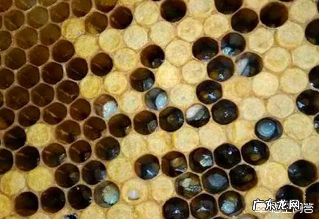 阴天时,蜜蜂背后长出白色棉花的是什么病