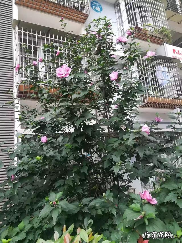 阴天时，蜜蜂背后长出白色棉花的是什么病