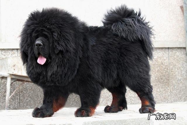 地球上被禁养的10种猛犬,藏獒的战斗力能否干过狼