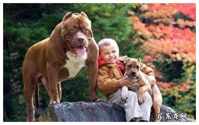 地球上被禁养的10种猛犬,藏獒的战斗力能否干过狼