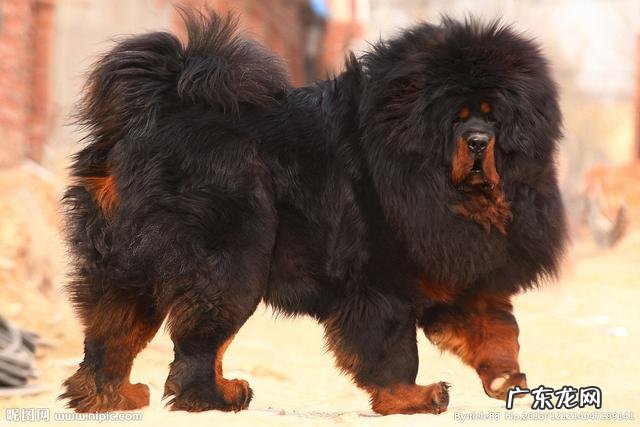 地球上被禁养的10种猛犬,藏獒的战斗力能否干过狼