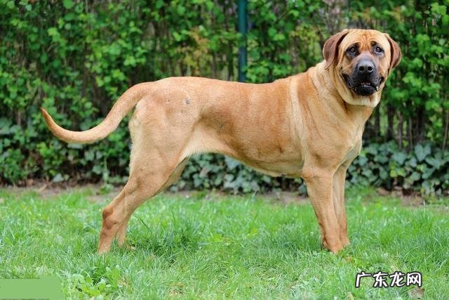 地球上被禁养的10种猛犬,藏獒的战斗力能否干过狼