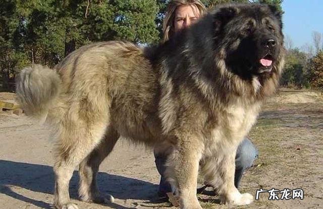 地球上被禁养的10种猛犬,藏獒的战斗力能否干过狼