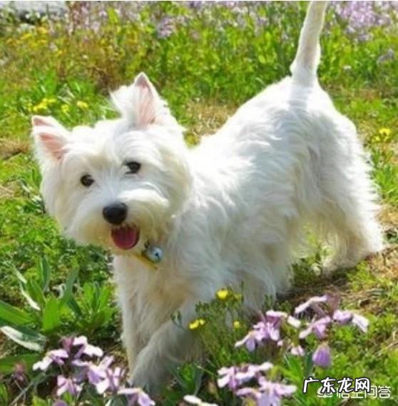 西高地白梗会掉毛吗?如果喂养不当可能会掉毛吗?