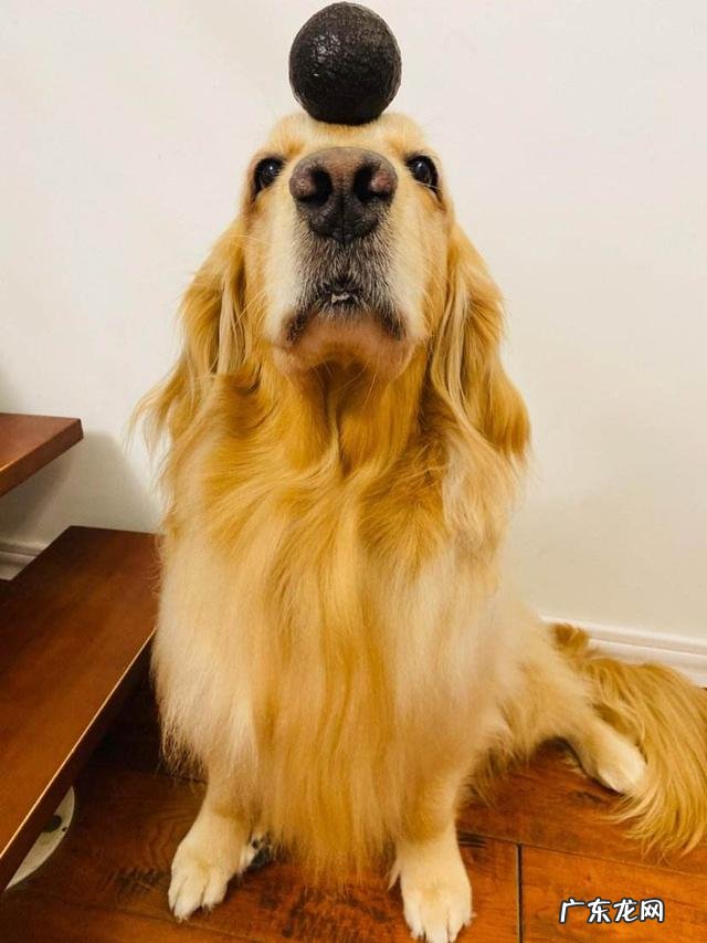 西高地白梗会掉毛吗?如果喂养不当可能会掉毛吗?