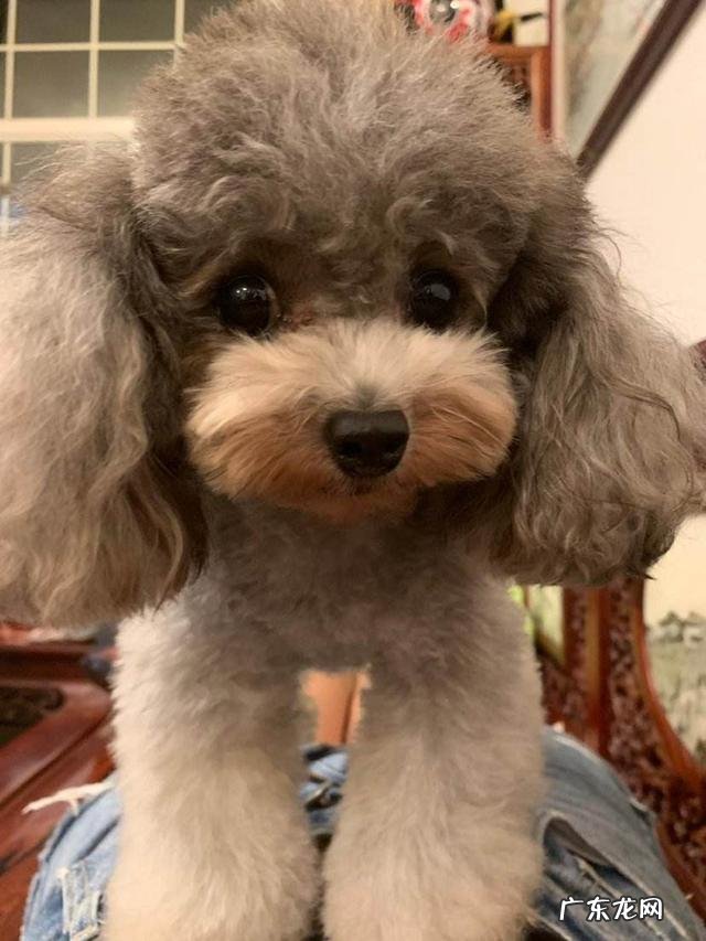 西高地白梗会掉毛吗?如果喂养不当可能会掉毛吗?