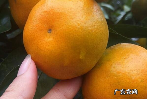 中国最好的桔子 中国出名的八大桔子