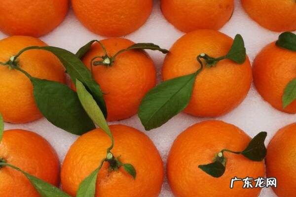 中国最好的桔子 中国出名的八大桔子
