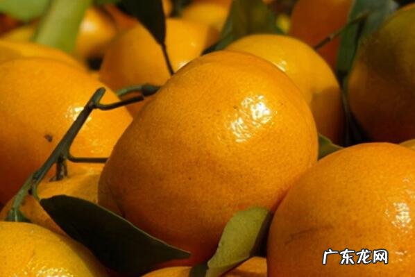 中国最好的桔子 中国出名的八大桔子