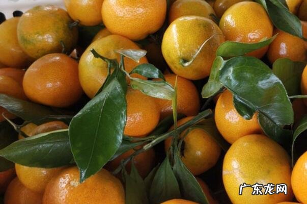 中国最好的桔子 中国出名的八大桔子