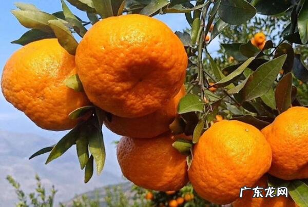 中国最好的桔子 中国出名的八大桔子