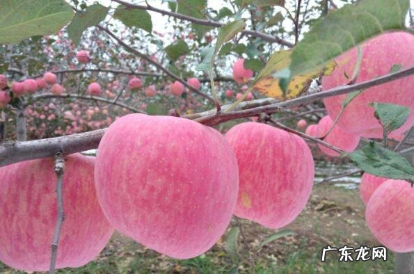 中国什么品种的苹果好吃 中国好吃的苹果品种排名