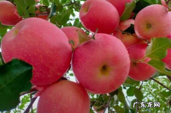 中国什么品种的苹果好吃 中国好吃的苹果品种排名