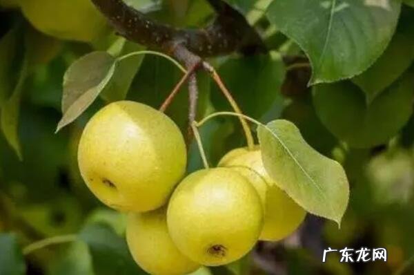 中国十大名梨排名 中国十大名梨