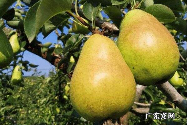 中国十大名梨排名 中国十大名梨