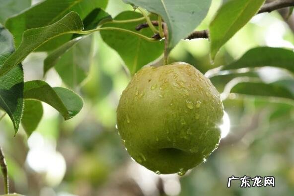 中国十大名梨排名 中国十大名梨