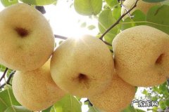 中国十大名梨排名 中国十大名梨