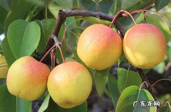 中国十大名梨排名 中国十大名梨