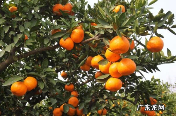 冬季季节水果 冬季十大时令水果