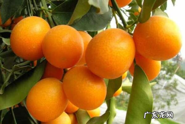 冬季季节水果 冬季十大时令水果