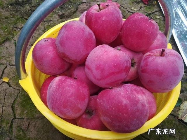 你们有什么减肥水果的推荐呢?