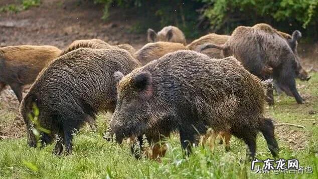 中国正式宣布：禁止进口印度猪肉产品！你知道这是为什么吗？