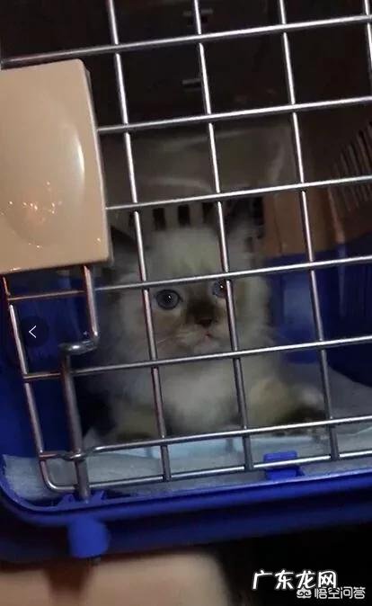 如何养好一只猫?需要注意什么?