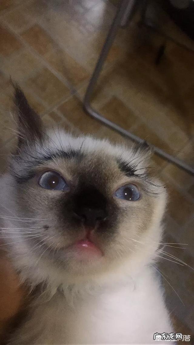 如何养好一只猫?需要注意什么?