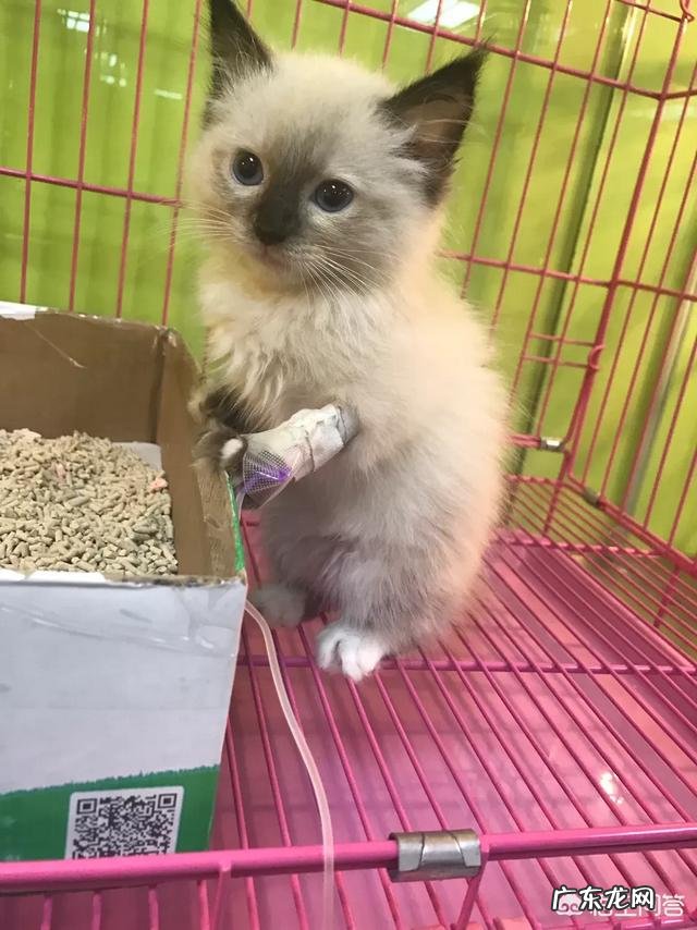 如何养好一只猫?需要注意什么?