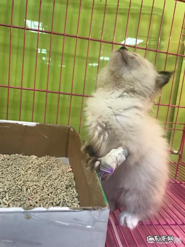 如何养好一只猫?需要注意什么?
