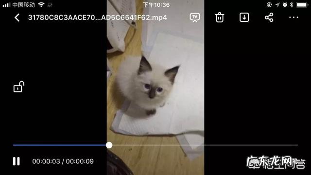 如何养好一只猫?需要注意什么?