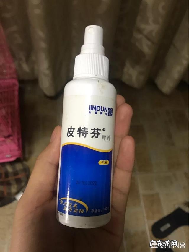 如何养好一只猫?需要注意什么?