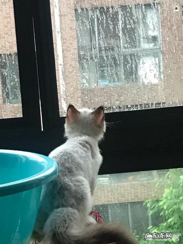 如何养好一只猫?需要注意什么?