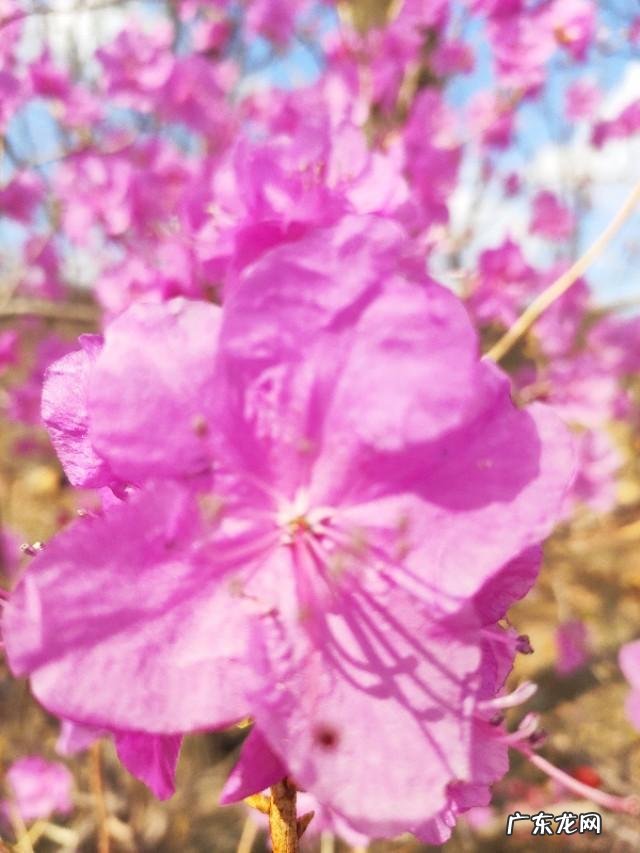 你知道关于描写春天诗词有哪些?