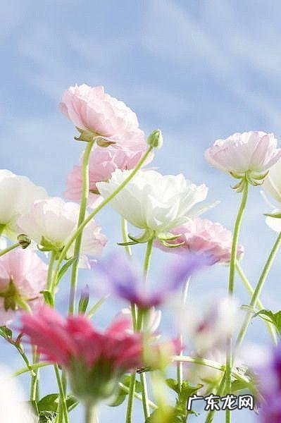 你知道关于描写春天诗词有哪些?